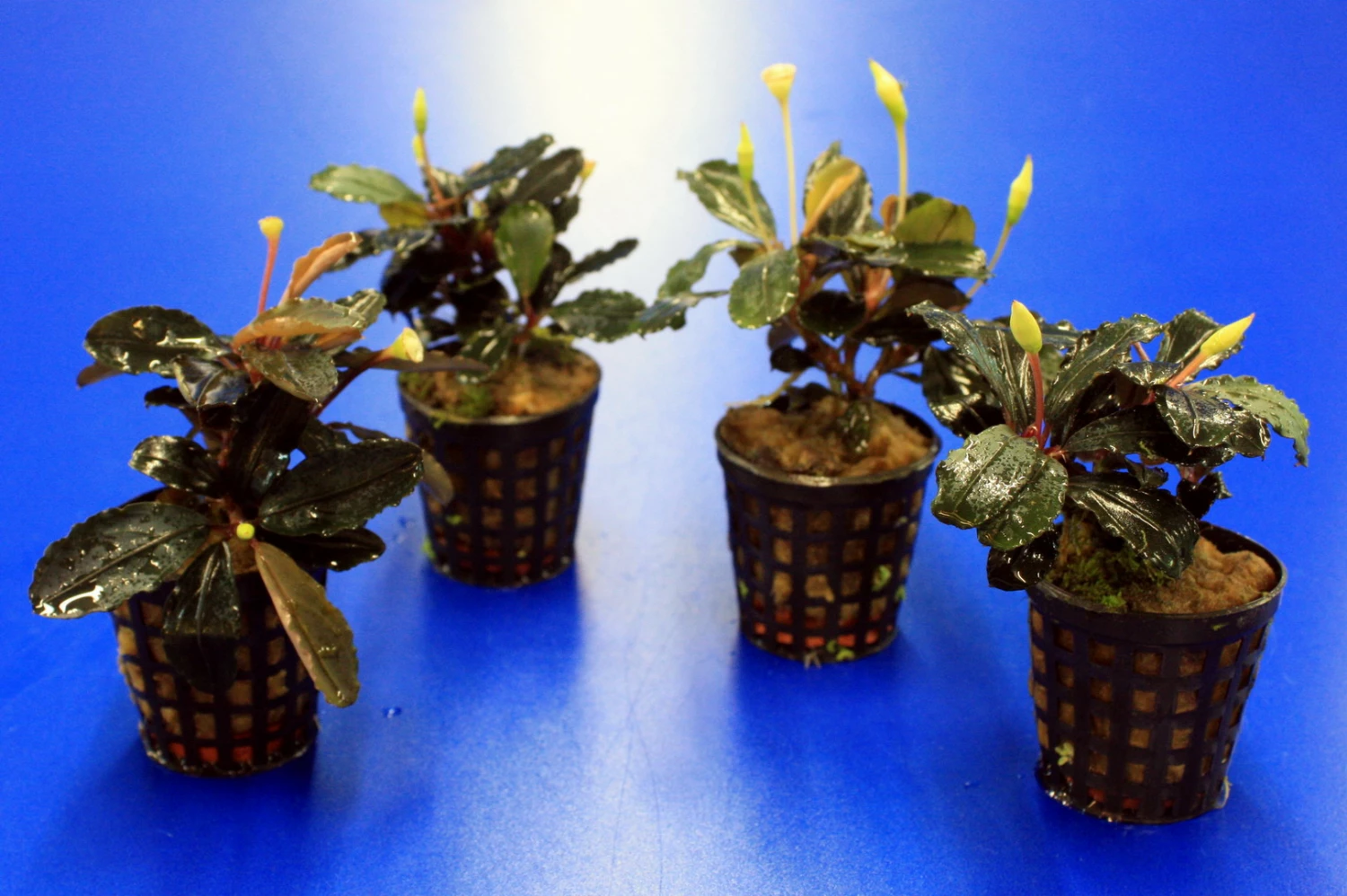 Bucephalandra 'Theia Green Blue' Im Topf ***RARITÄT*** 5 Bucephalandra 'Theia Green Blue' Im Topf ***RARITÄT*** – Bild 3