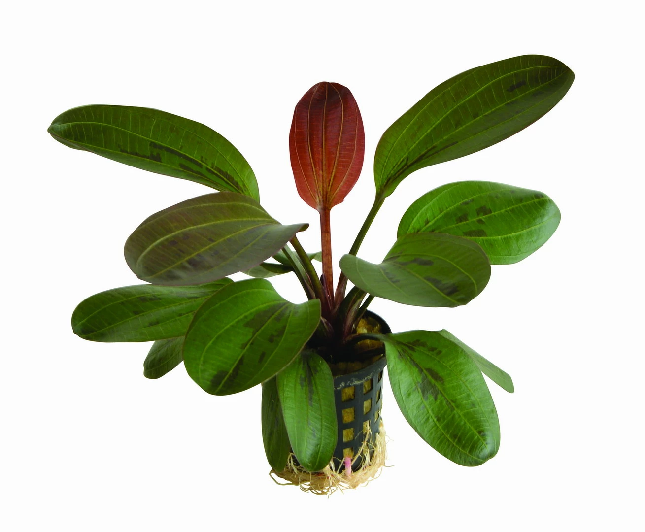 Rote Perle Schwertpflanze / Echinodorus "hadi Red Pearl" 3 Rote Perle Schwertpflanze / Echinodorus "hadi Red Pearl"