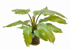 RED WILDGRAS Schwertpflanze / Echinodorus "Red Wild Gras"