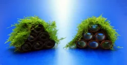 Garnelen Turm Mit Javamoos / Vesicularia Dubyana Bewachsen, Moos -Hobby || DENNERLE || Flamingo Verkäufe 2022345AD 1 6