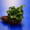 Kleiner Lavastein Mit Kleinstes Zwergspeerblatt / Anubias 'Petite' Oder 'Bonsai' Auf Lavastein 1 Kleiner Lavastein Mit Kleinstes Zwergspeerblatt / Anubias 'Petite' Oder 'Bonsai' Auf Lavastein -Hobby || DENNERLE || Flamingo Verkäufe 208wf 1 1