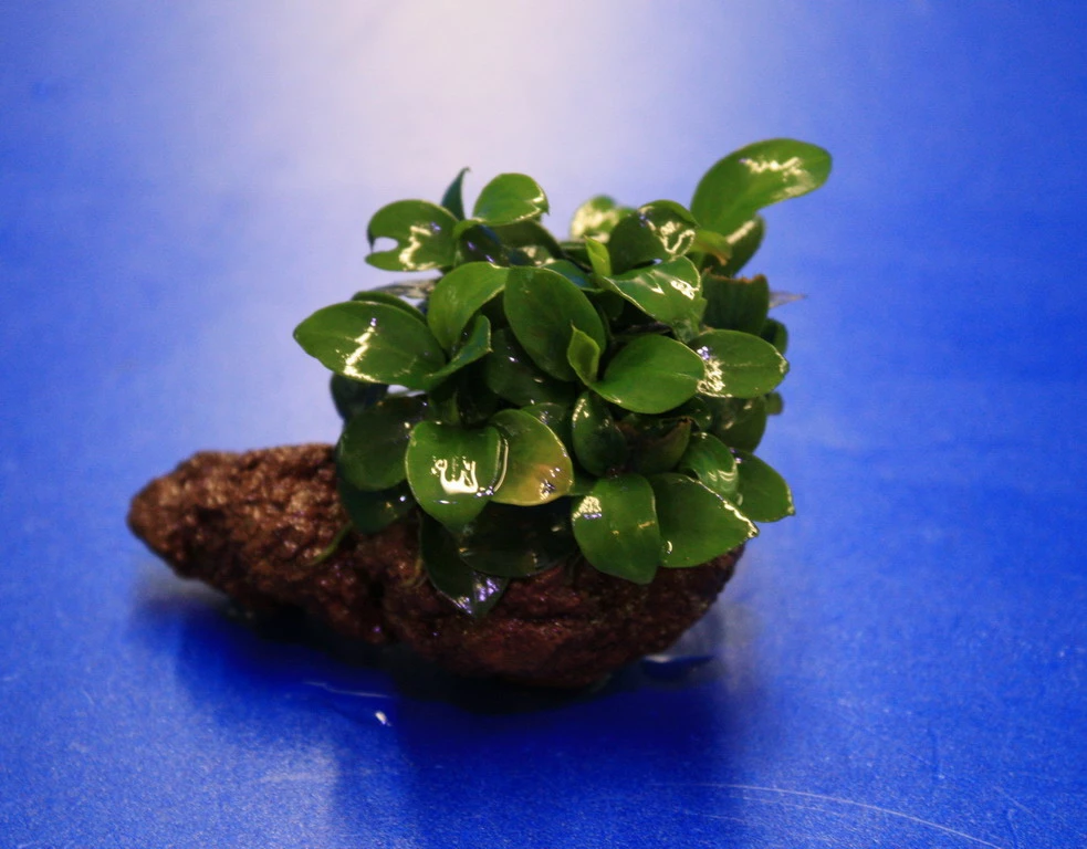 Kleiner Lavastein Mit Kleinstes Zwergspeerblatt / Anubias 'Petite' Oder 'Bonsai' Auf Lavastein 3 Kleiner Lavastein Mit Kleinstes Zwergspeerblatt / Anubias 'Petite' Oder 'Bonsai' Auf Lavastein