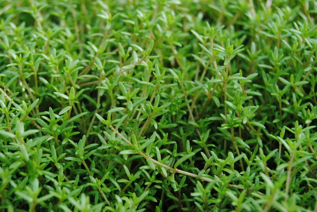 Nadelkraut,weiß / Crassula Recurva Im 9x9 Cm Topf 3 Nadelkraut,weiß / Crassula Recurva Im 9x9 Cm Topf