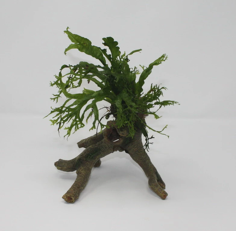 Windelov Javafarn Stelzwurzel - Mit Microsorum Windelov 3 Windelov Javafarn Stelzwurzel - Mit Microsorum Windelov