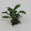 Bucephalandra Spec. Auf Nussschale 2 Bucephalandra Spec. Auf Nussschale -Hobby || DENNERLE || Flamingo Verkäufe 211wf 1 1