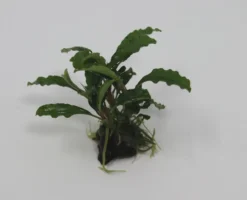 Bucephalandra Spec. Auf Nussschale