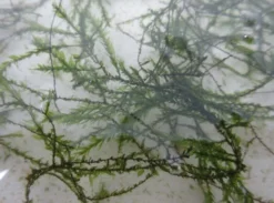 Quellmoos / Fontinalis Antipyretica In Einer 125 Ml Dose