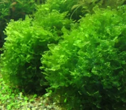 Süßwassertang / Lomariopsis Lineata In Einer Dose