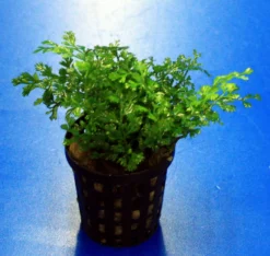 Mini-Bolbitis, Mini-Wasserfarn / Bolbitis (heteroclita) Difformis