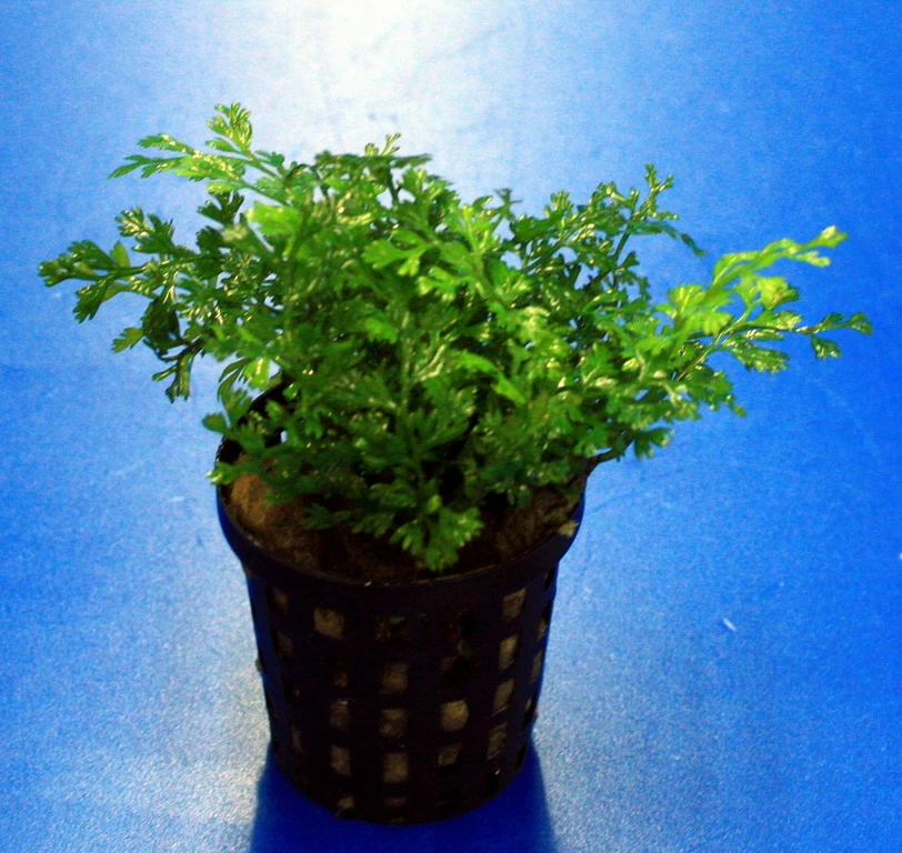 Mini-Bolbitis, Mini-Wasserfarn / Bolbitis (heteroclita) Difformis 3 Mini-Bolbitis, Mini-Wasserfarn / Bolbitis (heteroclita) Difformis