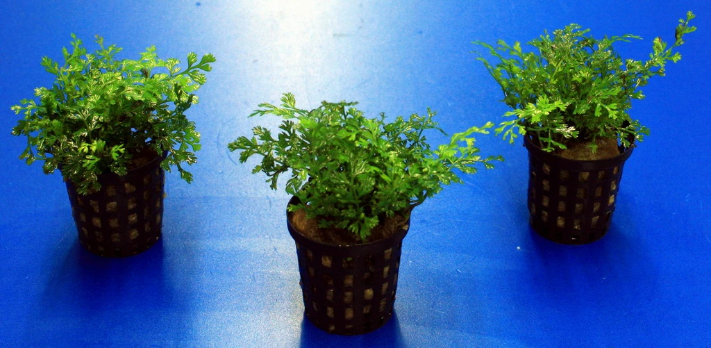 Mini-Bolbitis, Mini-Wasserfarn / Bolbitis (heteroclita) Difformis 4 Mini-Bolbitis, Mini-Wasserfarn / Bolbitis (heteroclita) Difformis – Bild 2