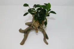 Kriechende Anubias Stelzwurzel - Mit Anubias Nana 'paxing' 5 Kriechende Anubias Stelzwurzel - Mit Anubias Nana 'paxing' -Hobby || DENNERLE || Flamingo Verkäufe 220wf 1 2