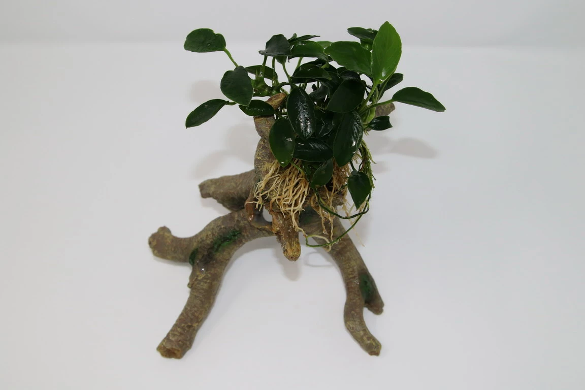 Kriechende Anubias Stelzwurzel - Mit Anubias Nana 'paxing' 4 Kriechende Anubias Stelzwurzel - Mit Anubias Nana 'paxing' – Bild 2