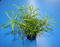 Pogostemon Stellatus 'Octopus'