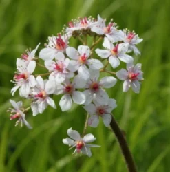 Schildblatt, Rosa / Darmera Peltata - Peltiphyllum Peltatum Im 9x9 Cm Topf