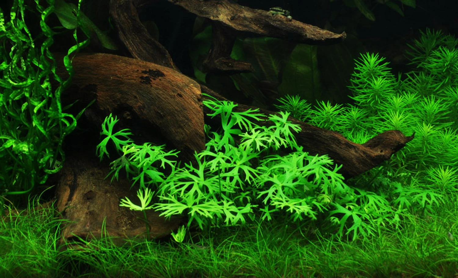 1-2-GROW! Kleiner Fluss-Hahnenfuß / Ranunculus Inundatus 4 1-2-GROW! Kleiner Fluss-Hahnenfuß / Ranunculus Inundatus – Bild 2