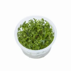 1-2-GROW! Kleiner Fluss-Hahnenfuß / Ranunculus Inundatus 10 1-2-GROW! Kleiner Fluss-Hahnenfuß / Ranunculus Inundatus -Hobby || DENNERLE || Flamingo Verkäufe 22CTC T 1 6