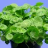 XL In-Vitro Amerikanischer Wassernabel / Hydrocotyle Verticillata 1 XL In-Vitro Amerikanischer Wassernabel / Hydrocotyle Verticillata -Hobby || DENNERLE || Flamingo Verkäufe 250DZ 1