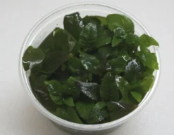 XL In-Vitro Kirschblatt - Riesenwasserfreund / Hygrophila Corymbosa