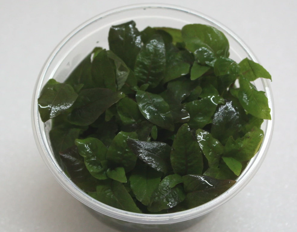 XL In-Vitro Kirschblatt - Riesenwasserfreund / Hygrophila Corymbosa 3 XL In-Vitro Kirschblatt - Riesenwasserfreund / Hygrophila Corymbosa