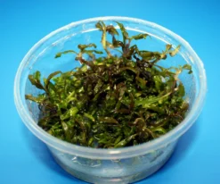 XL In-Vitro Marmorierter Wasserfreud / Hygrophila Polysperma 'Tiger'