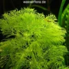XL In-Vitro Riesenambulia Oder Wasser-Sumpffreund / Limnophila Aquatica - Gigantea 2 XL In-Vitro Riesenambulia Oder Wasser-Sumpffreund / Limnophila Aquatica - Gigantea -Hobby || DENNERLE || Flamingo Verkäufe 280DZ 1 2