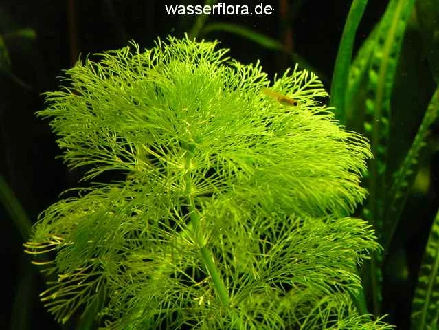 XL In-Vitro Riesenambulia Oder Wasser-Sumpffreund / Limnophila Aquatica - Gigantea 3 XL In-Vitro Riesenambulia Oder Wasser-Sumpffreund / Limnophila Aquatica - Gigantea