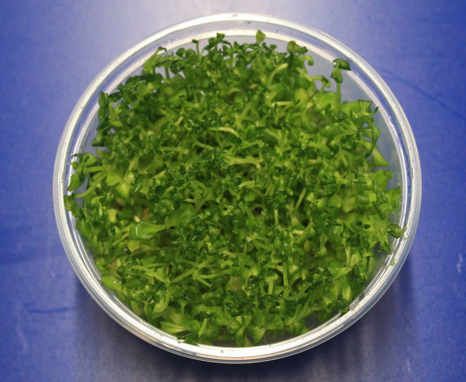 XL In-Vitro Indisches Büchsenkraut / Lindernia Sp. India 3 XL In-Vitro Indisches Büchsenkraut / Lindernia Sp. India