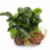 Lavastein Mit Zwergspeerblatt / Anubias Bart. Var. Nana Auf Lavastein 1 Lavastein Mit Zwergspeerblatt / Anubias Bart. Var. Nana Auf Lavastein -Hobby || DENNERLE || Flamingo Verkäufe 289DE 1 1