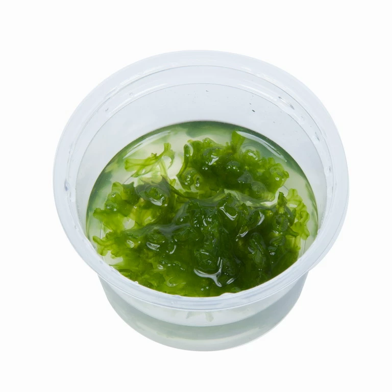 1-2-GROW! Monosolenium Tenerum / Großes Teichlebermoos - Pelia (Pellia), Moos 4 1-2-GROW! Monosolenium Tenerum / Großes Teichlebermoos - Pelia (Pellia), Moos – Bild 2