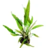 Riesen-Wasserkelch / Cryptocoryne Usteriana