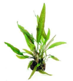 Riesen-Wasserkelch / Cryptocoryne Usteriana