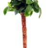 Bonsai Palme Mit Anubias Bonsai / Bonsai-Speerblatt Auf Mini-Palme 2 Bonsai Palme Mit Anubias Bonsai / Bonsai-Speerblatt Auf Mini-Palme -Hobby || DENNERLE || Flamingo Verkäufe 30028DE 1 2