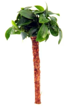 Bonsai Palme Mit Anubias Bonsai / Bonsai-Speerblatt Auf Mini-Palme