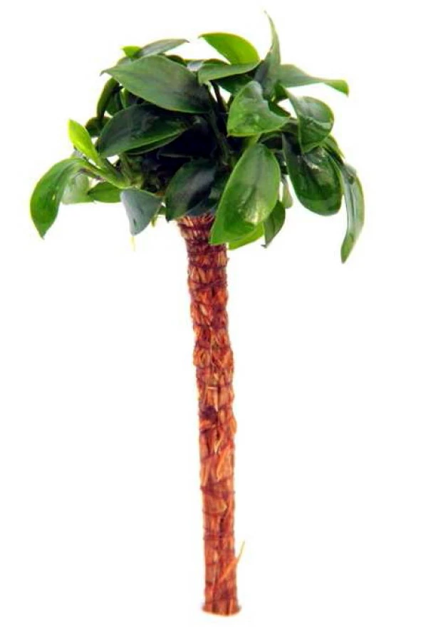 Bonsai Palme Mit Anubias Bonsai / Bonsai-Speerblatt Auf Mini-Palme 3 Bonsai Palme Mit Anubias Bonsai / Bonsai-Speerblatt Auf Mini-Palme