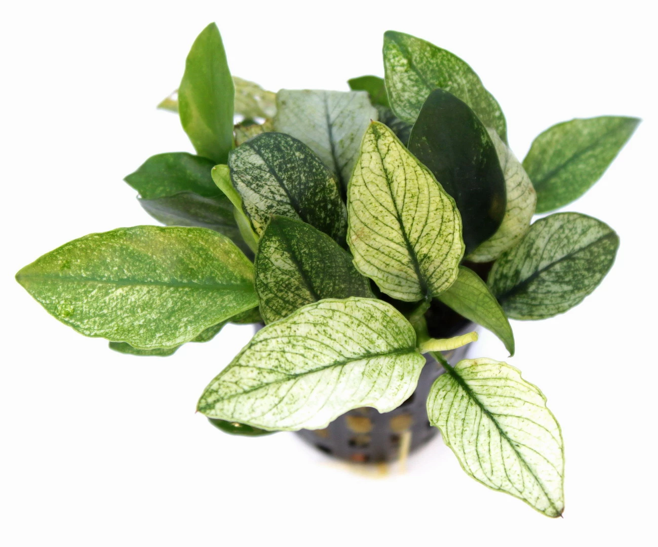 *NEU* Geschecktes Zwergspeerblatt / Anubias Nana ´Pinto´ 4 *NEU* Geschecktes Zwergspeerblatt / Anubias Nana ´Pinto´ – Bild 2