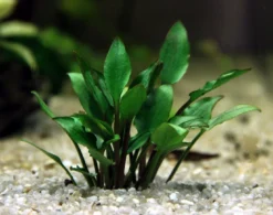 In-Vitro Hobbit's Zwerg-Wasserkelch / Cryptocoryne Lutea ´Hobbit´ 5 In-Vitro Hobbit's Zwerg-Wasserkelch / Cryptocoryne Lutea ´Hobbit´ -Hobby || DENNERLE || Flamingo Verkäufe 30031DE 1 4 1