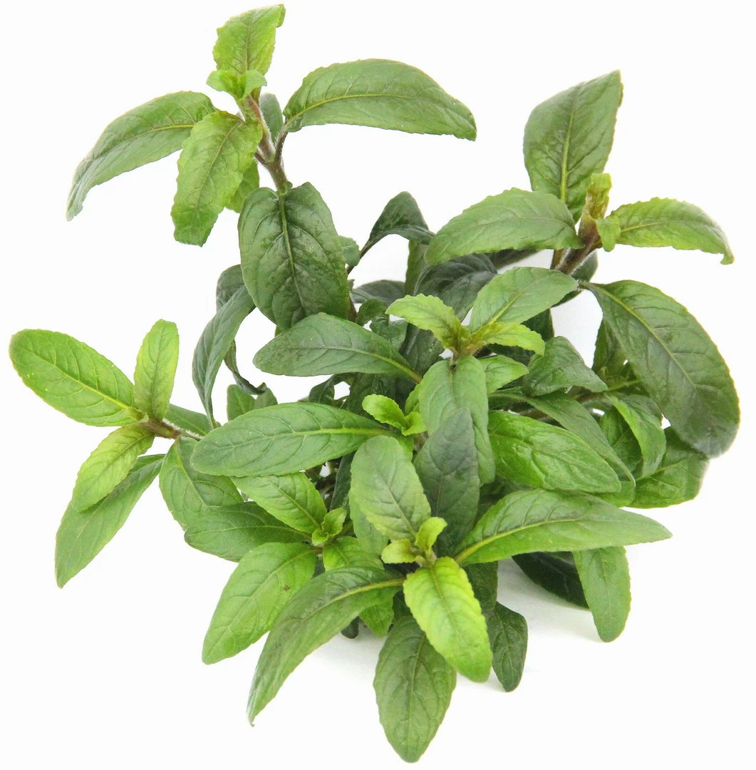 **** NEU *** Staurogyne Spec. 'Bihar' 3 **** NEU *** Staurogyne Spec. 'Bihar'