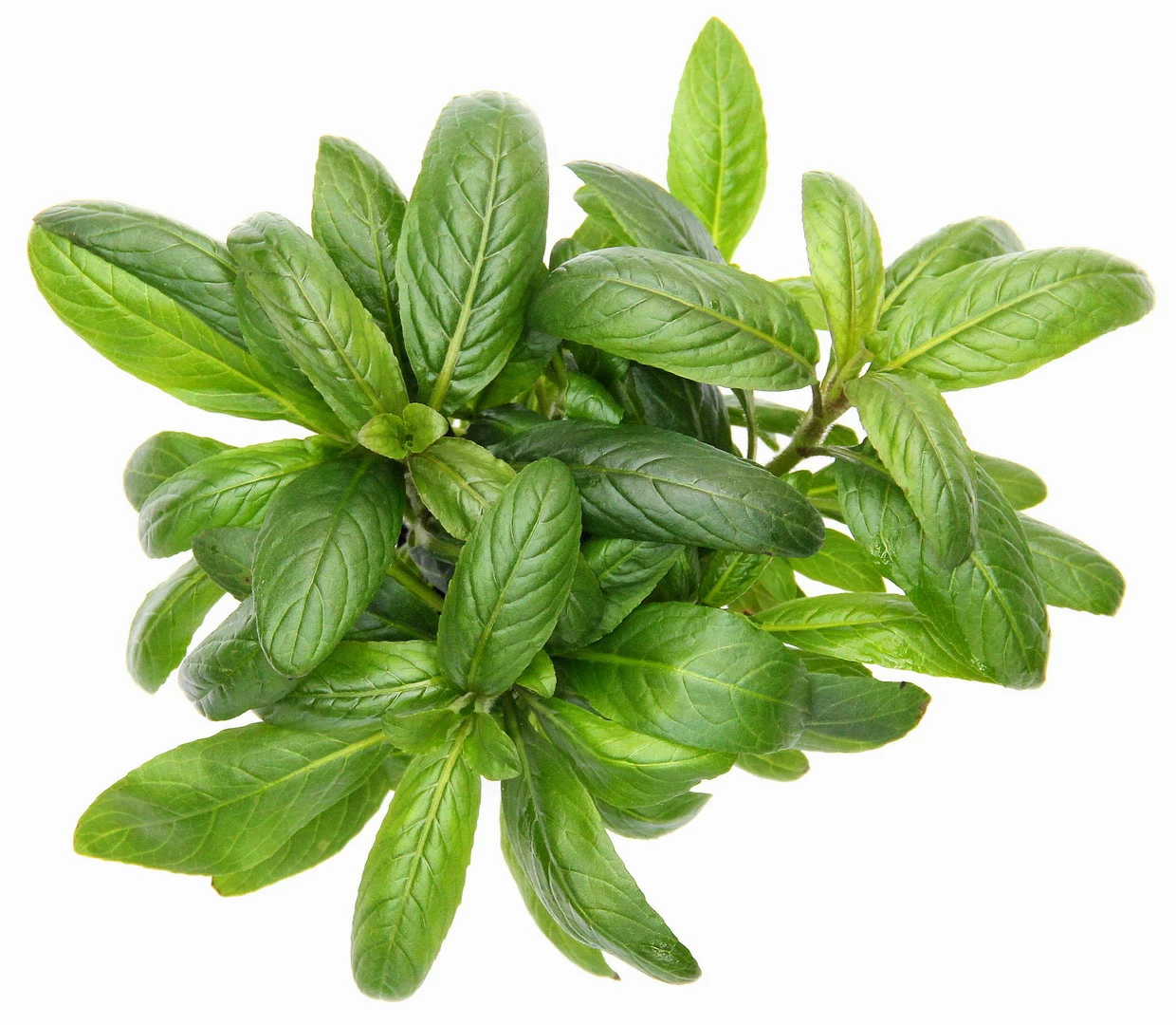 **** NEU *** Staurogyne Spec. 'Bihar' 4 **** NEU *** Staurogyne Spec. 'Bihar' – Bild 2