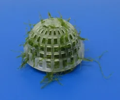 Mini Pflanzkissen - Mooskuppel