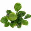 Rundblättrige Anubias / Anubias Barteri Coin Leaf *RARITÄT*