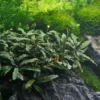 Bucephalandra Spec. Wavy Leaf Im Topf ***RARITÄT***