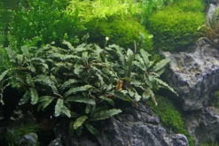 Bucephalandra Spec. Wavy Leaf Im Topf ***RARITÄT***