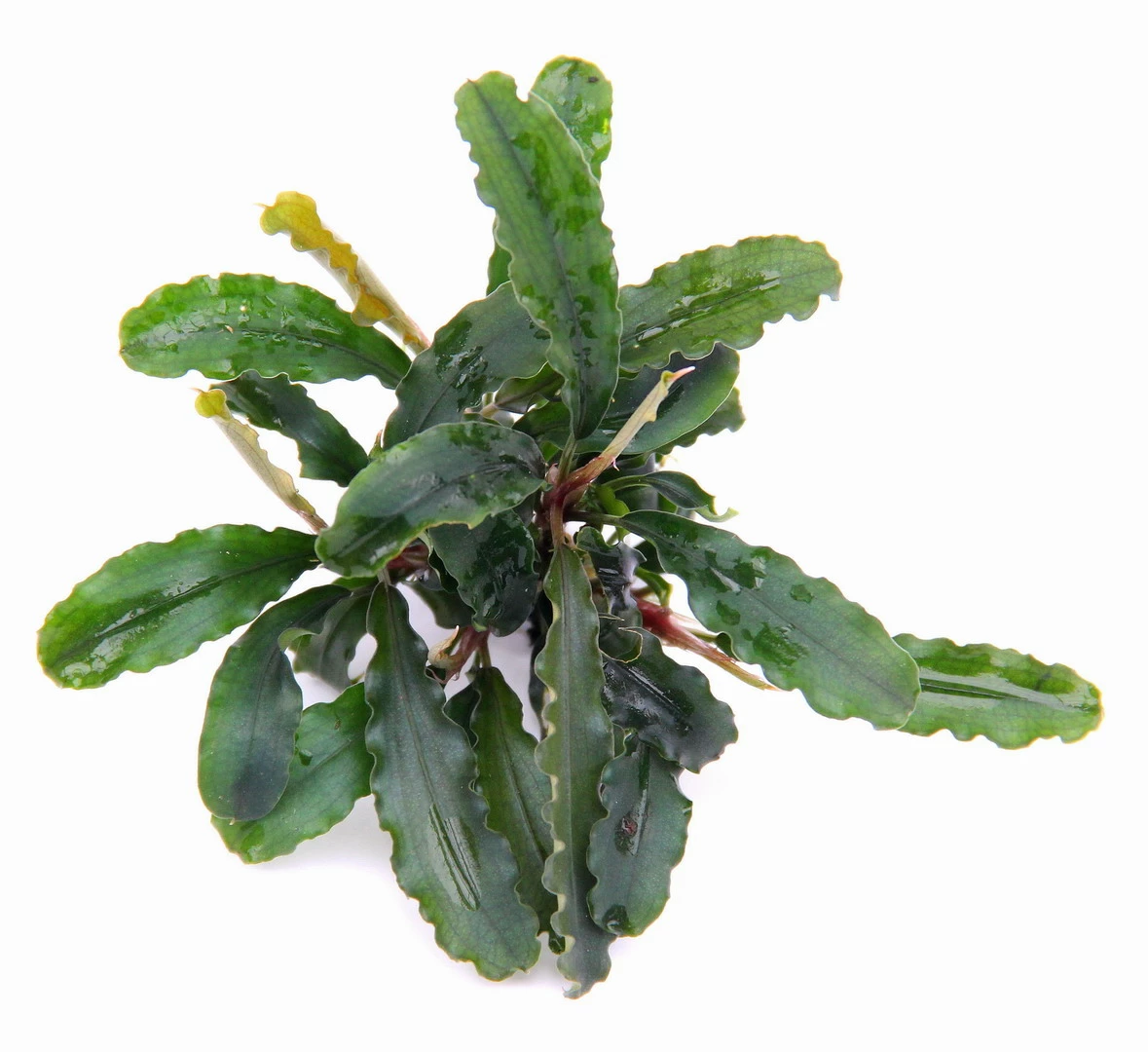 Bucephalandra Spec. Wavy Leaf Im Topf ***RARITÄT*** 4 Bucephalandra Spec. Wavy Leaf Im Topf ***RARITÄT*** – Bild 2