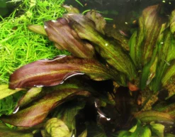 MUTTERPFLANZE Dennerle Echinodorus ´Green Chamäleon´