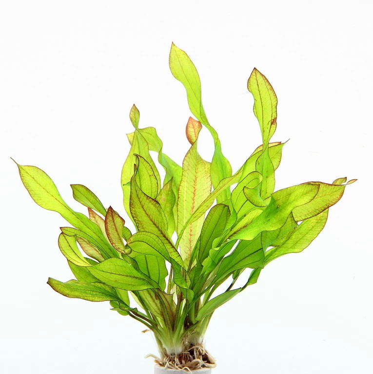 Dennerle Echinodorus ´Green Chamäleon´ 4 Dennerle Echinodorus ´Green Chamäleon´ – Bild 2