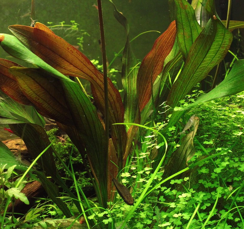 Dennerle Echinodorus ´Red Chamäleon´ 3 Dennerle Echinodorus ´Red Chamäleon´