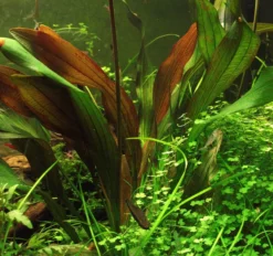 MUTTERPFLANZE Dennerle Echinodorus ´Red Chamäleon´