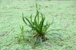 Helanthium Bolivianum ´Angustifolius´
