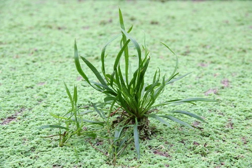 Helanthium Bolivianum ´Angustifolius´ 3 Helanthium Bolivianum ´Angustifolius´